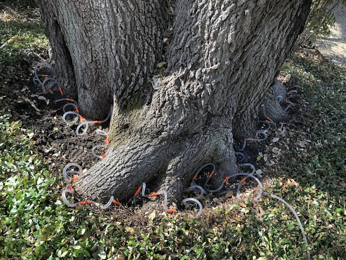Detailed Tree Cabling and Bracing job site in Ponca City
