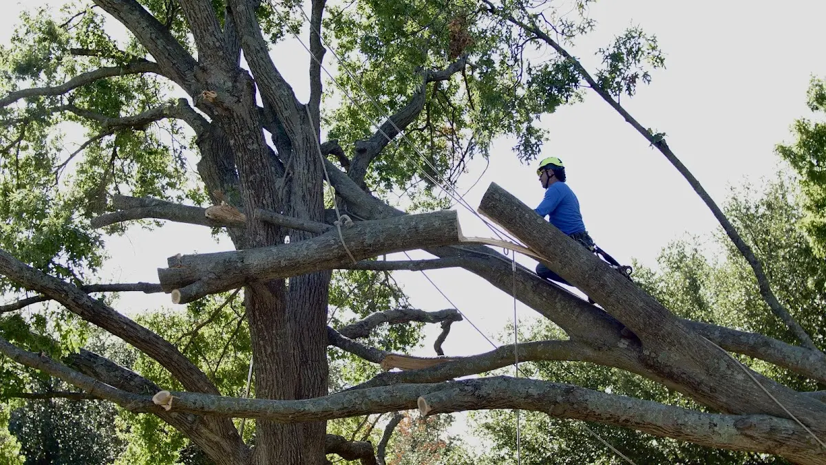Professional Crown Thinning performed by certified arborists in Ponca City