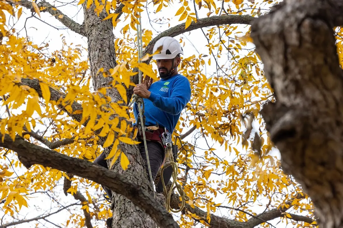 Skilled Tree Planting crew working in Ponca City