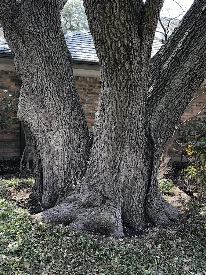 Mature heritage tree close to a Ponca City property cared for by certified arborists